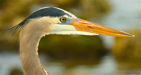 birds with pointy beaks.